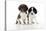 Springer Spaniel Puppies Sitting Together-null-Stretched Canvas