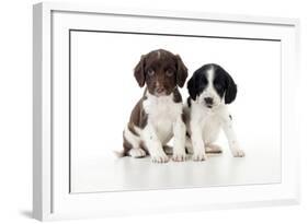 Springer Spaniel Puppies Sitting Together-null-Framed Photographic Print