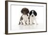 Springer Spaniel Puppies Sitting Together-null-Framed Photographic Print