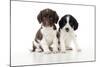 Springer Spaniel Puppies Sitting Together-null-Mounted Photographic Print