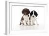 Springer Spaniel Puppies Sitting Together-null-Framed Photographic Print