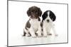 Springer Spaniel Puppies Sitting Together-null-Mounted Photographic Print