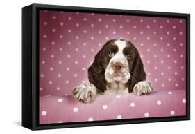 Springer Spaniel Puppy (Approx 10 Weeks Old)-null-Framed Stretched Canvas