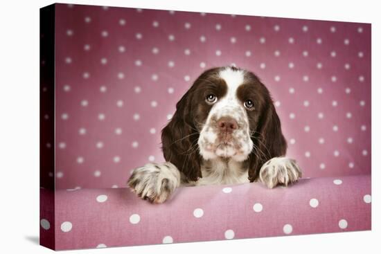 Springer Spaniel Puppy (Approx 10 Weeks Old)-null-Stretched Canvas