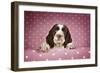 Springer Spaniel Puppy (Approx 10 Weeks Old)-null-Framed Photographic Print