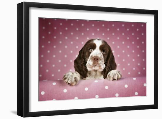 Springer Spaniel Puppy (Approx 10 Weeks Old)-null-Framed Photographic Print