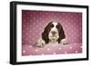 Springer Spaniel Puppy (Approx 10 Weeks Old)-null-Framed Photographic Print