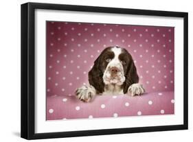 Springer Spaniel Puppy (Approx 10 Weeks Old)-null-Framed Photographic Print