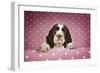 Springer Spaniel Puppy (Approx 10 Weeks Old)-null-Framed Photographic Print