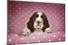 Springer Spaniel Puppy (Approx 10 Weeks Old)-null-Mounted Photographic Print