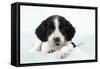 Springer Spaniel Puppy Laying on a Blanket-null-Framed Stretched Canvas