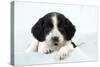 Springer Spaniel Puppy Laying on a Blanket-null-Stretched Canvas