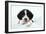 Springer Spaniel Puppy Laying on a Blanket-null-Framed Photographic Print