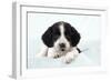 Springer Spaniel Puppy Laying on a Blanket-null-Framed Photographic Print