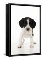 Springer Spaniel Puppy-null-Framed Stretched Canvas