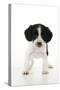 Springer Spaniel Puppy-null-Stretched Canvas