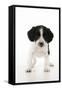 Springer Spaniel Puppy-null-Framed Stretched Canvas