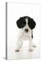 Springer Spaniel Puppy-null-Stretched Canvas