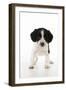 Springer Spaniel Puppy-null-Framed Photographic Print