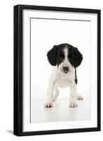 Springer Spaniel Puppy-null-Framed Photographic Print