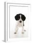 Springer Spaniel Puppy-null-Framed Photographic Print