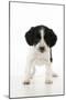 Springer Spaniel Puppy-null-Mounted Photographic Print