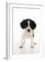 Springer Spaniel Puppy-null-Framed Photographic Print