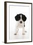 Springer Spaniel Puppy-null-Framed Photographic Print