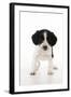 Springer Spaniel Puppy-null-Framed Photographic Print