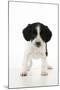 Springer Spaniel Puppy-null-Mounted Photographic Print