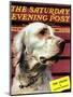 "Springer Spaniel," Saturday Evening Post Cover, November 16, 1940-W.W. Calvert-Mounted Premium Giclee Print