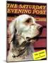 "Springer Spaniel," Saturday Evening Post Cover, November 16, 1940-W.W. Calvert-Mounted Premium Giclee Print