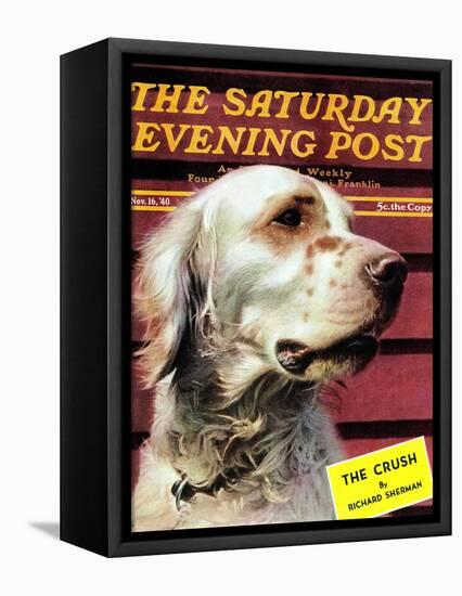 "Springer Spaniel," Saturday Evening Post Cover, November 16, 1940-W.W. Calvert-Framed Stretched Canvas