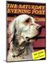 "Springer Spaniel," Saturday Evening Post Cover, November 16, 1940-W.W. Calvert-Mounted Giclee Print