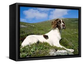 Springer Spaniel, Scotland, UK-Pete Cairns-Framed Stretched Canvas