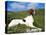 Springer Spaniel, Scotland, UK-Pete Cairns-Stretched Canvas