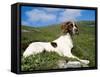 Springer Spaniel, Scotland, UK-Pete Cairns-Framed Stretched Canvas