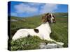 Springer Spaniel, Scotland, UK-Pete Cairns-Stretched Canvas