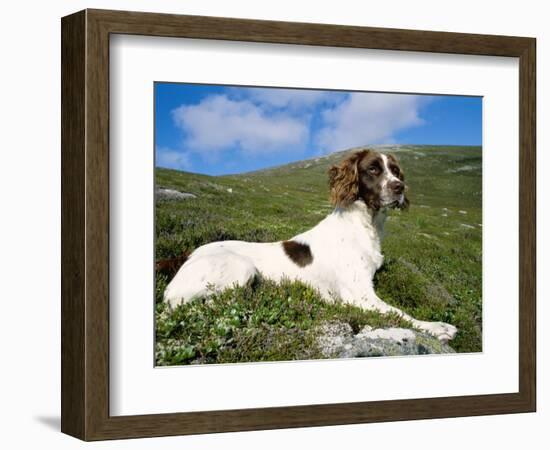 Springer Spaniel, Scotland, UK-Pete Cairns-Framed Premium Photographic Print