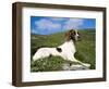 Springer Spaniel, Scotland, UK-Pete Cairns-Framed Premium Photographic Print