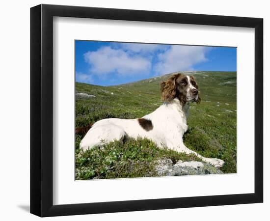 Springer Spaniel, Scotland, UK-Pete Cairns-Framed Premium Photographic Print