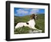 Springer Spaniel, Scotland, UK-Pete Cairns-Framed Premium Photographic Print