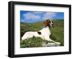 Springer Spaniel, Scotland, UK-Pete Cairns-Framed Premium Photographic Print