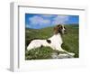 Springer Spaniel, Scotland, UK-Pete Cairns-Framed Premium Photographic Print