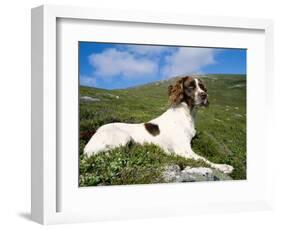 Springer Spaniel, Scotland, UK-Pete Cairns-Framed Premium Photographic Print
