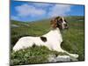 Springer Spaniel, Scotland, UK-Pete Cairns-Mounted Premium Photographic Print