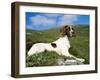 Springer Spaniel, Scotland, UK-Pete Cairns-Framed Photographic Print