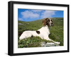 Springer Spaniel, Scotland, UK-Pete Cairns-Framed Photographic Print