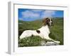 Springer Spaniel, Scotland, UK-Pete Cairns-Framed Photographic Print