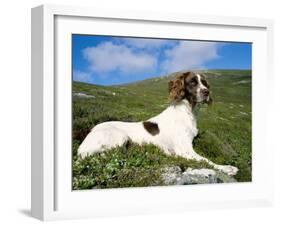 Springer Spaniel, Scotland, UK-Pete Cairns-Framed Photographic Print